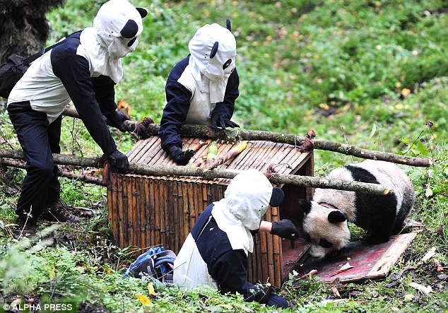 Captive-bred Tao Tao being taken for release by handlers dressed in controversial panda suits Read more: http://www.dailymail.co.uk/news/article-2220591/The-cruel-truth-Chinas-panda-factories.html#ixzz2ROZ7CxJb  Follow us: @MailOnline on Twitter | DailyMail on Facebook