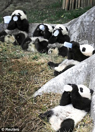 Captive-bred pandas are no more than a 'caricature' of the real thing and are unable to survive in the wild Read more: http://www.dailymail.co.uk/news/article-2220591/The-cruel-truth-Chinas-panda-factories.html#ixzz2ROYEiy4L  Follow us: @MailOnline on Twitter | DailyMail on Facebook
