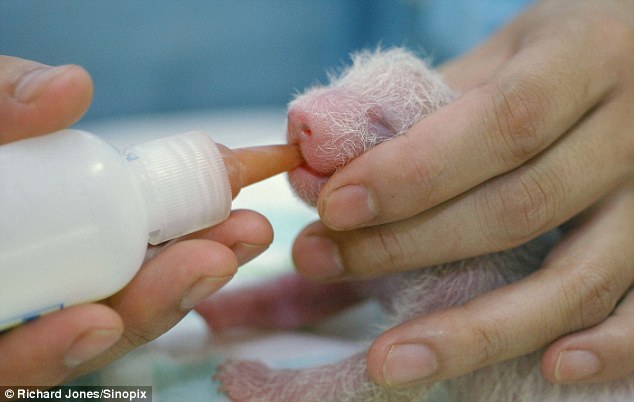 Feeding time: Pandas born at the Chengdu breeding base. There might soon be more captive-bred giant pandas alive than wild ones Read more: http://www.dailymail.co.uk/news/article-2220591/The-cruel-truth-Chinas-panda-factories.html#ixzz2ROp1464p  Follow us: @MailOnline on Twitter | DailyMail on Facebook