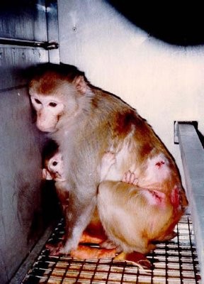stop vivisection