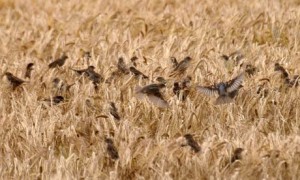 Sparrows in a corn field, Cornwall. Photograph: Nik Taylor Wildlife/Alamy