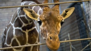 Photos: Danish zoo kills healthy giraffe