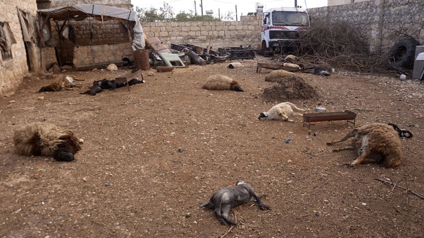 Animal carcasses lie on the ground, killed by what residents said was a chemical weapon attack, in the Khan al-Assal area near the northern city of Aleppo, on March 23. Israel says the nerve agent sarin has been used by the Assad regime. (George Ourfalian/Reuters)
