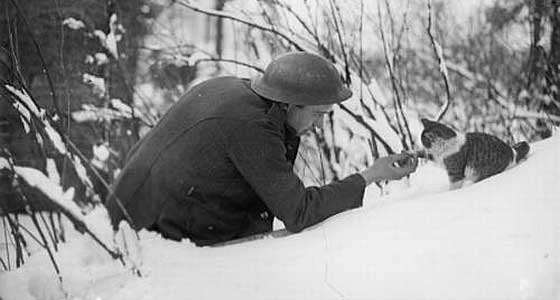 British soldier ‘shakes hands’ with a kitten on a snowy bank, Neulette, 1917